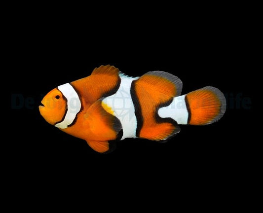 Percula-Anemonenfisch – Amphiprion percula