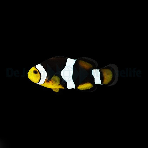 Percula-Anemonenfisch „Onyx“ – Amphiprion percula