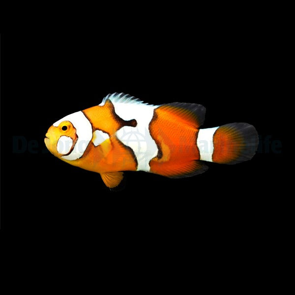 Percula-Anemonenfisch „Picasso“ – Amphiprion percula