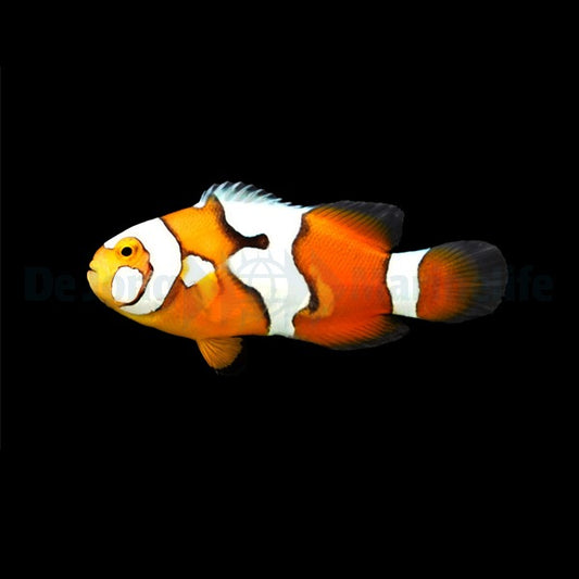 Percula-Anemonenfisch „Picasso“ – Amphiprion percula