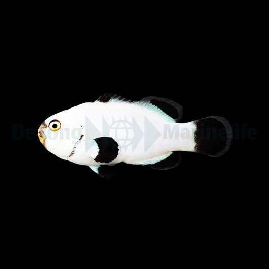 Percula-Anemonenfisch „Platinum“ – Amphiprion percula