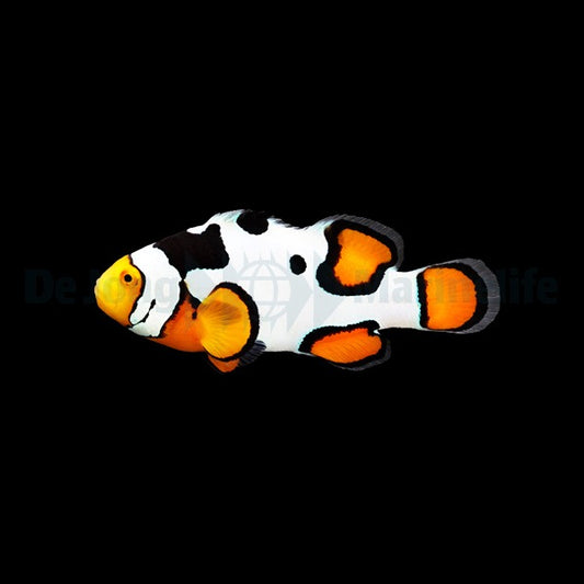 Percula-Anemonenfisch „Premium Picasso“ – Amphiprion percula