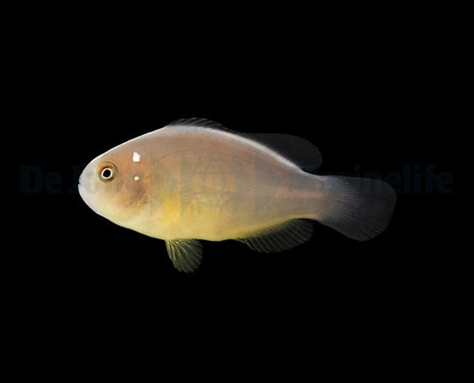Pink-Skunk-Anemonenfisch „Domino“ – Amphiprion perideraion