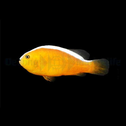 Orange-Streifen-Anemonenfisch – Amphiprion sandaracinos