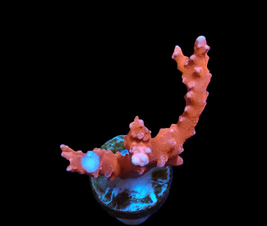 Anacropora spinosa (TNT) – WYSIWYG Koralle