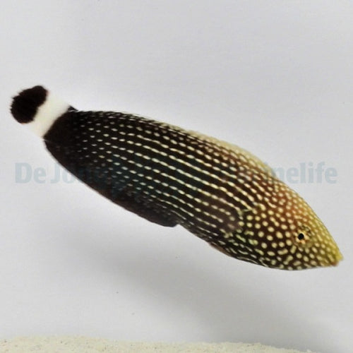 Linien-Lippfisch (Anampses lineatus)