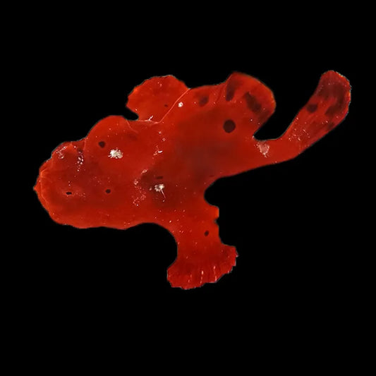 Antennarius spp. – Anglerfische