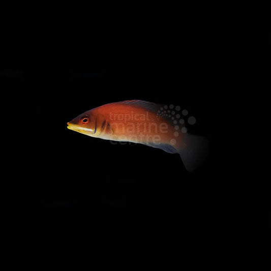 Pseudocheilinus evanidus - Streifen-Zwerglippfisch