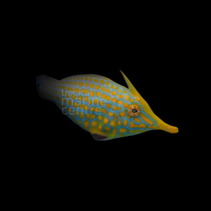Oxymonacanthus longirostris - Orangeflecken-Feilenfisch