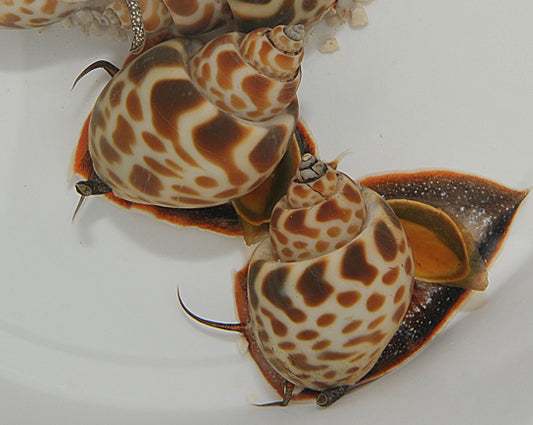 Babylonia zeylanica - Babylonia Schnecke