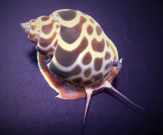 Babylonia zeylanica - Babylonia Schnecke