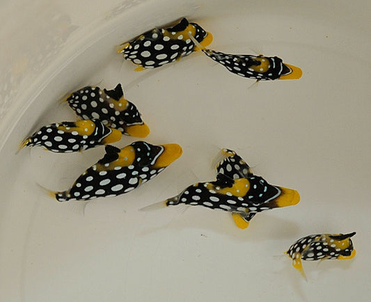 Leoparden-Drückerfisch (Balistoides conspicillum)