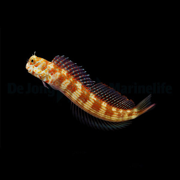 Blenniella chrysospilos - Rotpunkt-Schleimfisch