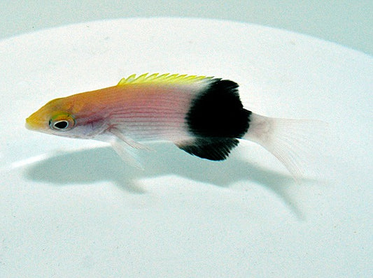 Sattelfleck-Schweinslippfisch (Bodianus bilunulatus)
