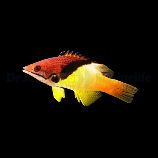 Bodianus mesothorax (Erwachsenes Exemplar) – Schachbrett-Lippfisch