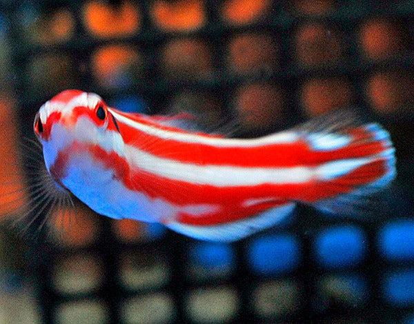 Bodianus opercularis