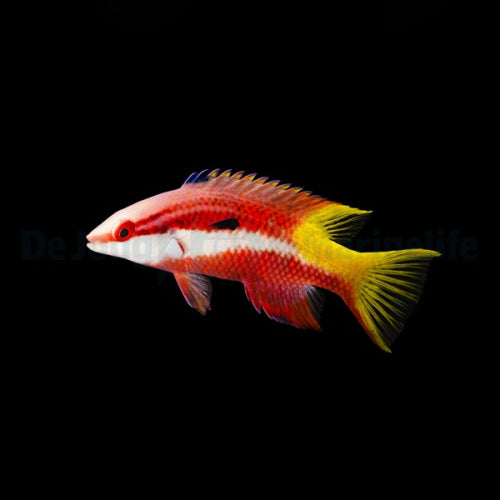 Lippfische