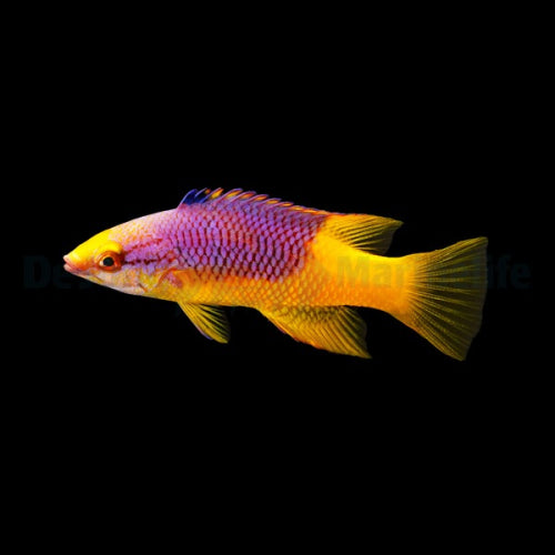 Spanischer Schweinslippfisch (Bodianus rufus)