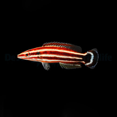 Zuckerstangen-Lippfisch (Bodianus sepiacaudus)
