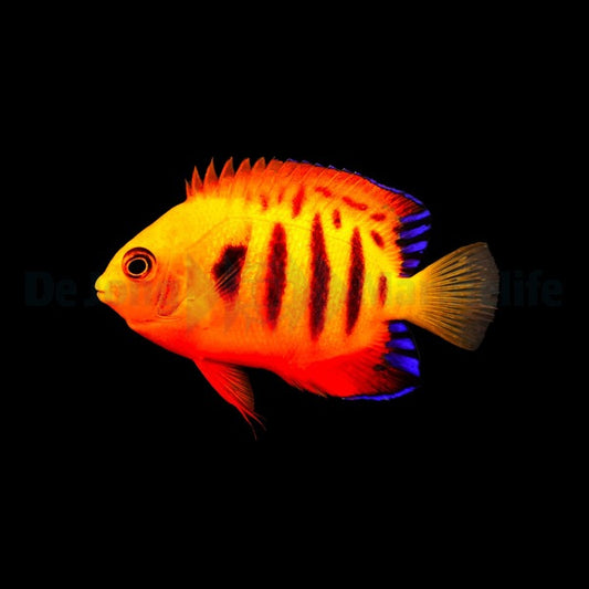 Flammen-Zwergkaiserfisch (Centropyge loriculus)