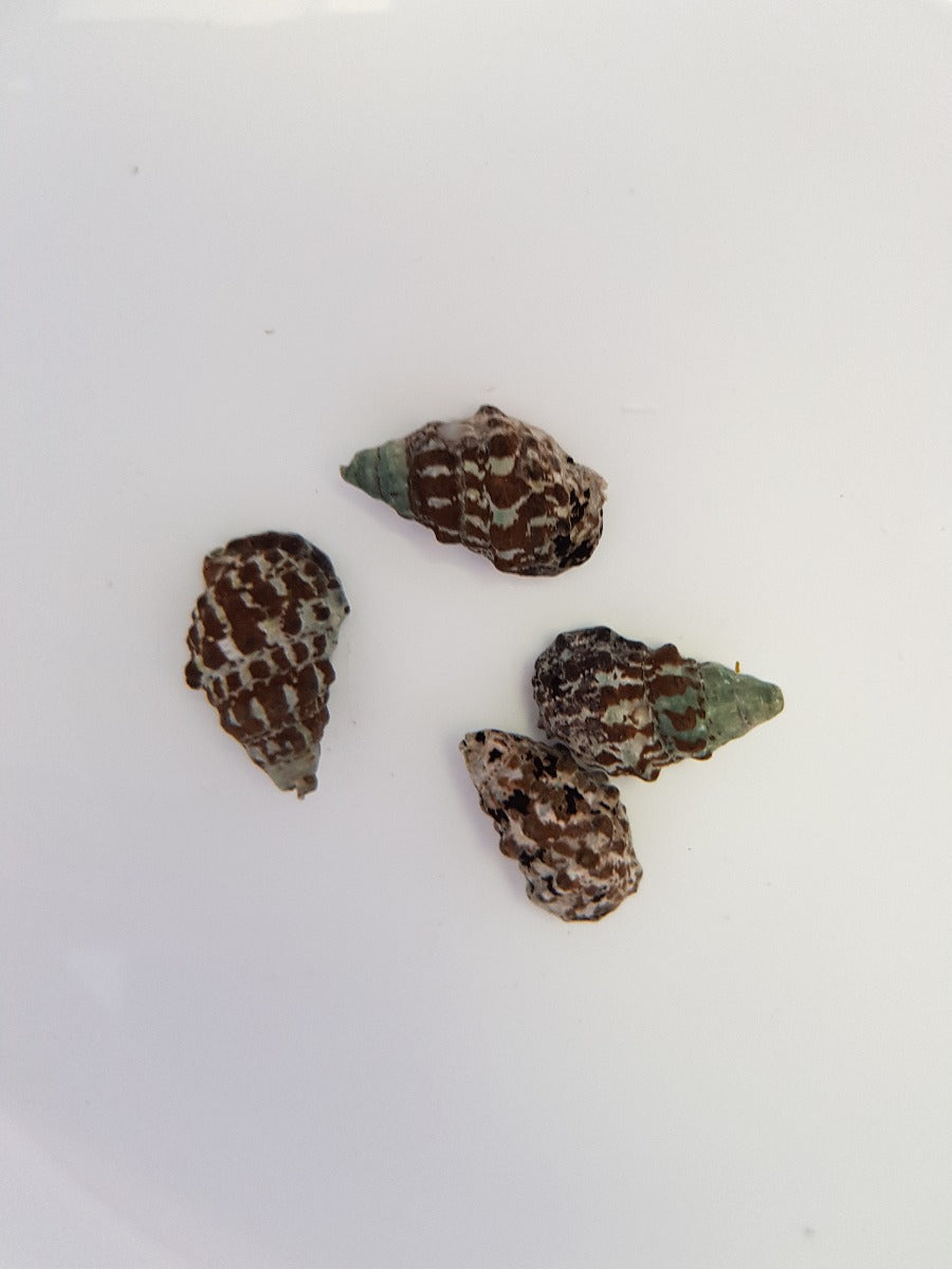 Cerithium caeruleum Nadelschnecke gegen Cyanobakterien