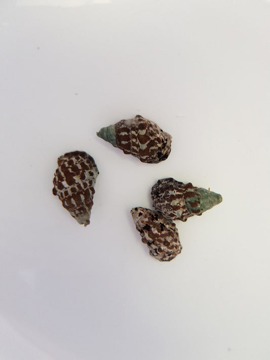 Cerithium caeruleum Nadelschnecke gegen Cyanobakterien