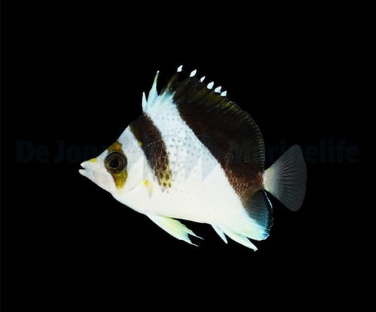 Chaetodon burgessi – Burgess’ Falterfisch