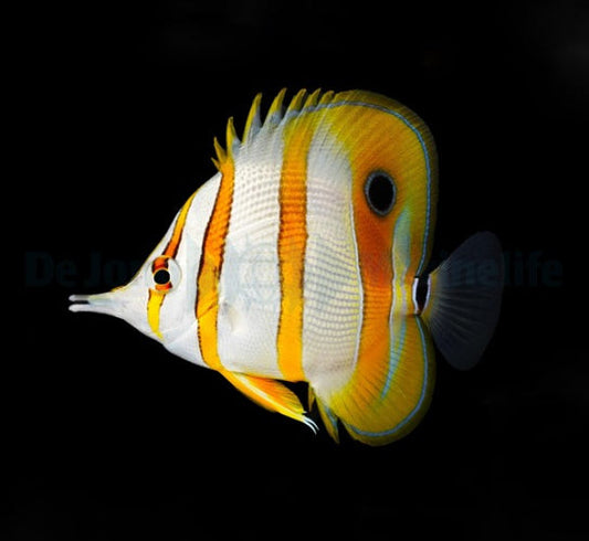Chelmon rostratus - Orangebinden-Pinzettfisch Futterfest