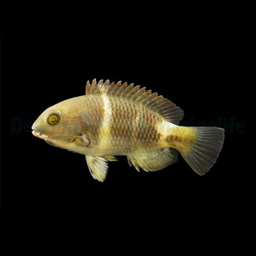 Großzahn-Lippfisch (Choerodon anchorago)