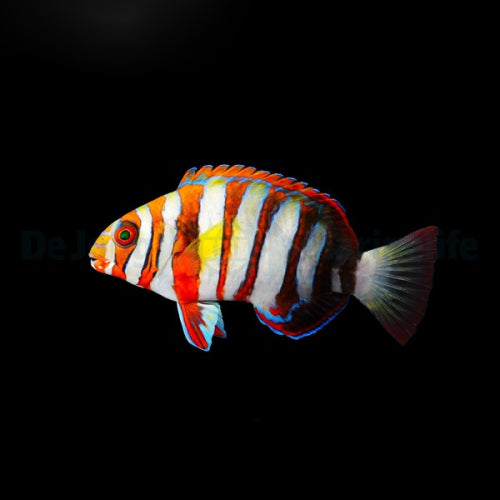 Harlekin-Lippfisch (Choerodon fasciatus)
