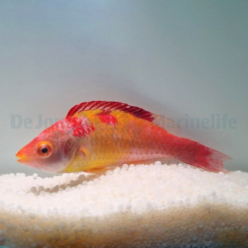 Debelius-Zwerglippfisch (Cirrhilabrus adornatus)