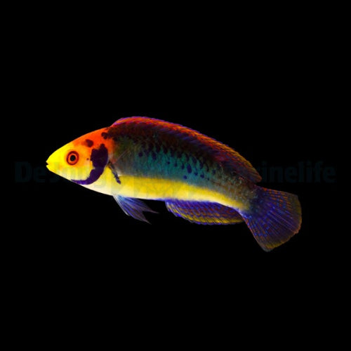 Aquamarin-Zwerglippfisch (Cirrhilabrus aquamarinus)
