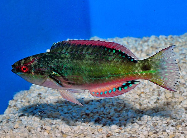 Pracht-Zwerglippfisch (Cirrhilabrus exquisitus)