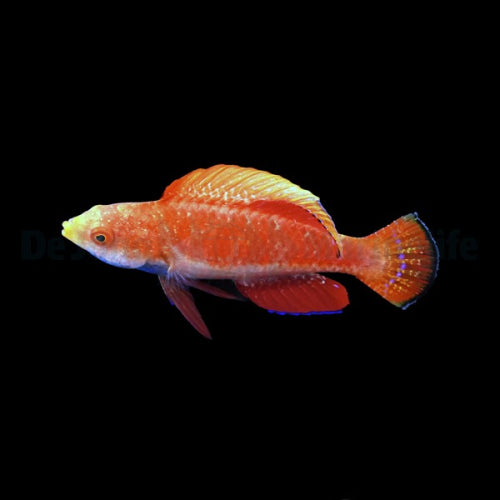 Blaukehl-Zwerglippfisch (Cirrhilabrus cyanogularis)