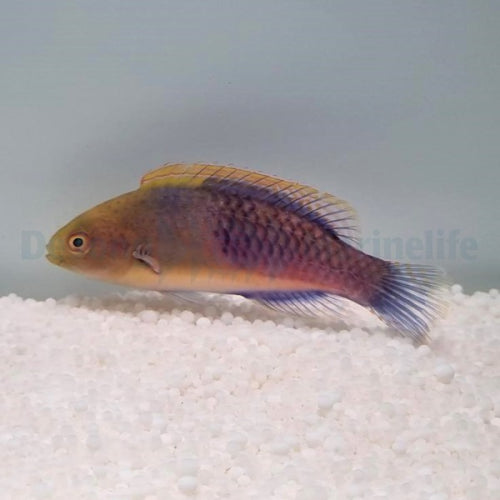 Blauschuppen-Zwerglippfisch (Cirrhilabrus cyanopleura)