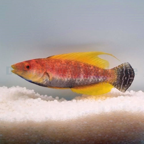 Wimpel-Zwerglippfisch (Cirrhilabrus filamentosus)