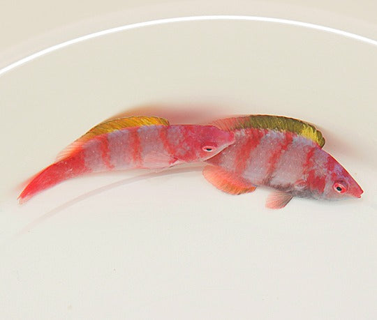 Gelbrücken-Zwerglippfisch (Cirrhilabrus flavidorsalis)