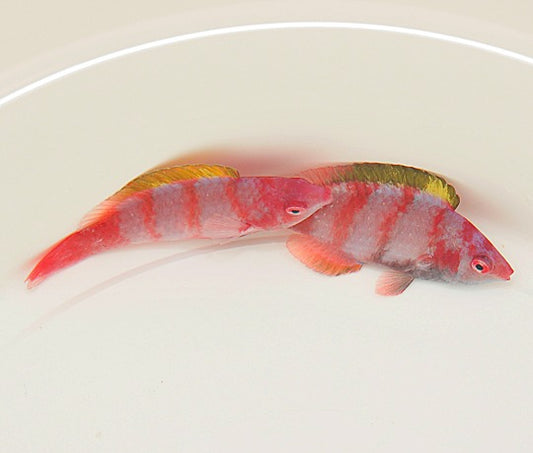 Gelbrücken-Zwerglippfisch (Cirrhilabrus flavidorsalis)
