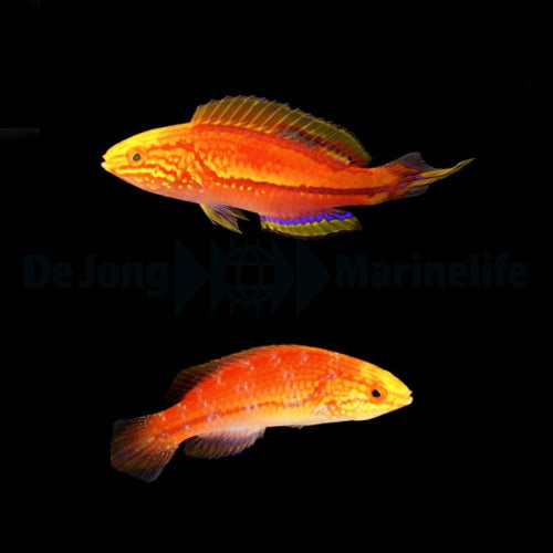 Zwerglippfisch (Cirrhilabrus isosceles) Pärchen