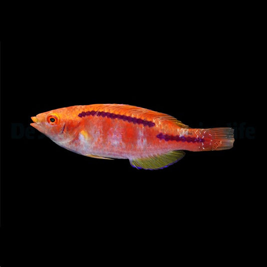Cirrhilabrus cf. lubbocki (Lubbocks Feen-Lippfisch)