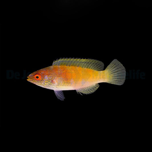 Cirrhilabrus rhomboidalis (Lanzett-Zwerglippfisch) – Rarität