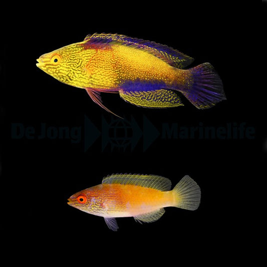 Cirrhilabrus rhomboidalis Paar (Lanzett-Zwerglippfisch)