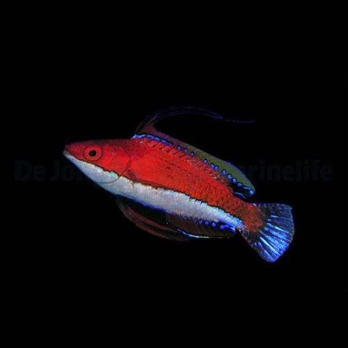 Zwerglippfisch (Cirrhilabrus rubeus) Männchen