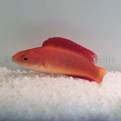 Rotflossen-Zwerglippfisch (Cirrhilabrus rubripinnis)