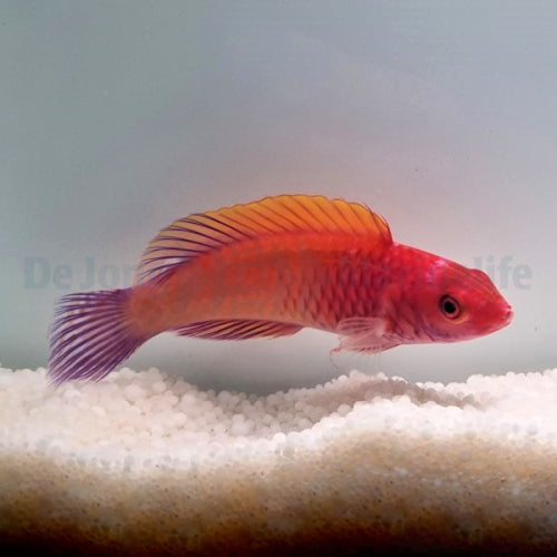 Rosaschuppen-Zwerglippfisch (Cirrhilabrus rubrisquamis)