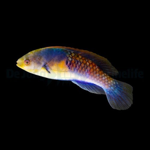 Gelbfleck-Zwerglippfisch (Cirrhilabrus ryukyuensis)