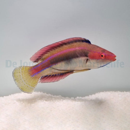 Temmincks-Lippfisch (Cirrhilabrus temminckii)