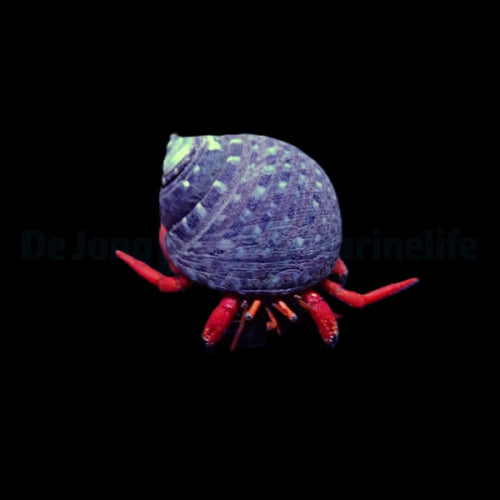 Orangeroter Einsiedlerkrebs (Clibanarius rutilus)