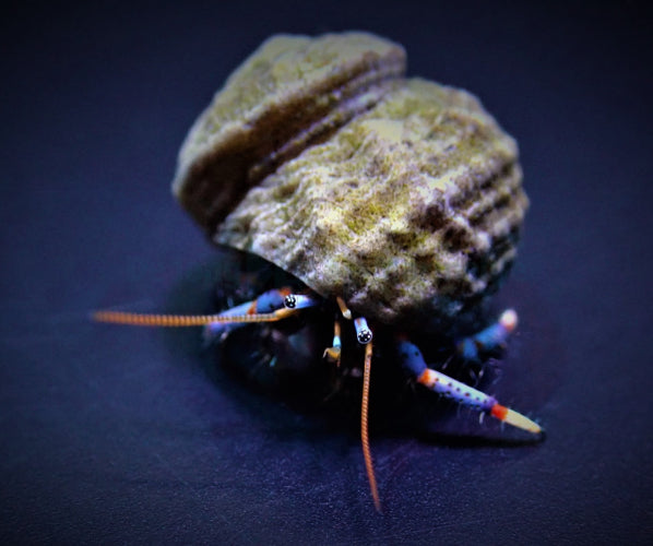 Dreifarben-Einsiedlerkrebs (Clibanarius tricolor)