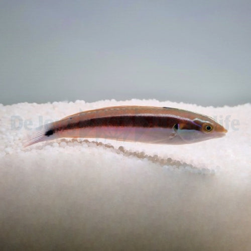 Schwanzfleck-Junker (Coris caudimacula)